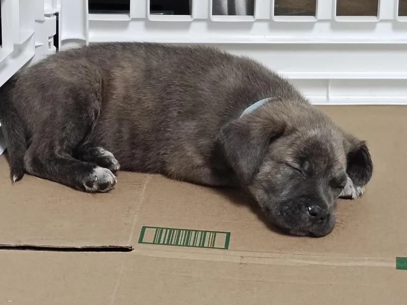 Freddy Mercury thumbnail 4