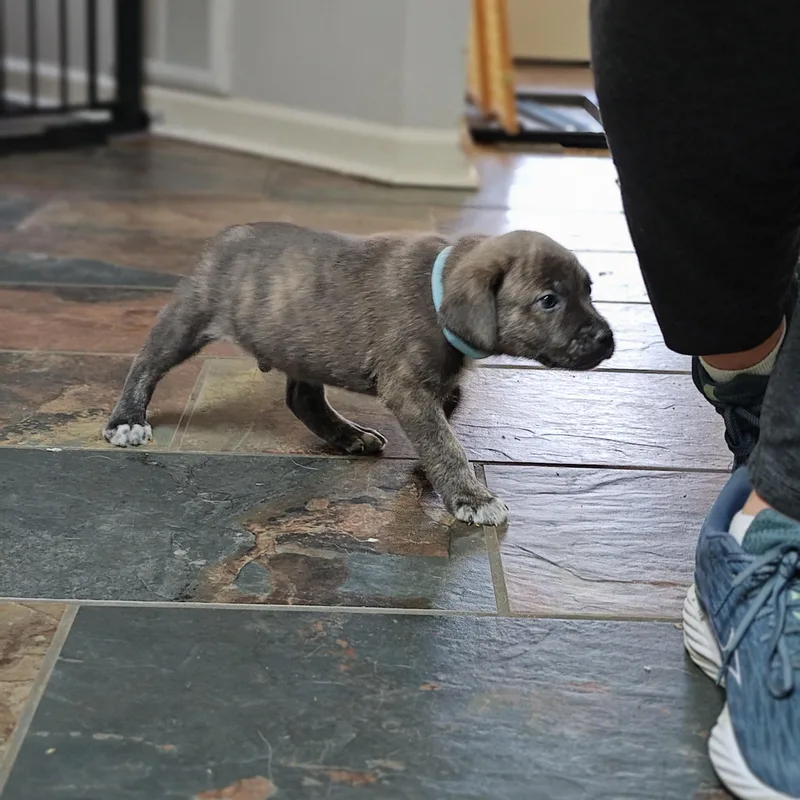 Freddy Mercury thumbnail 6