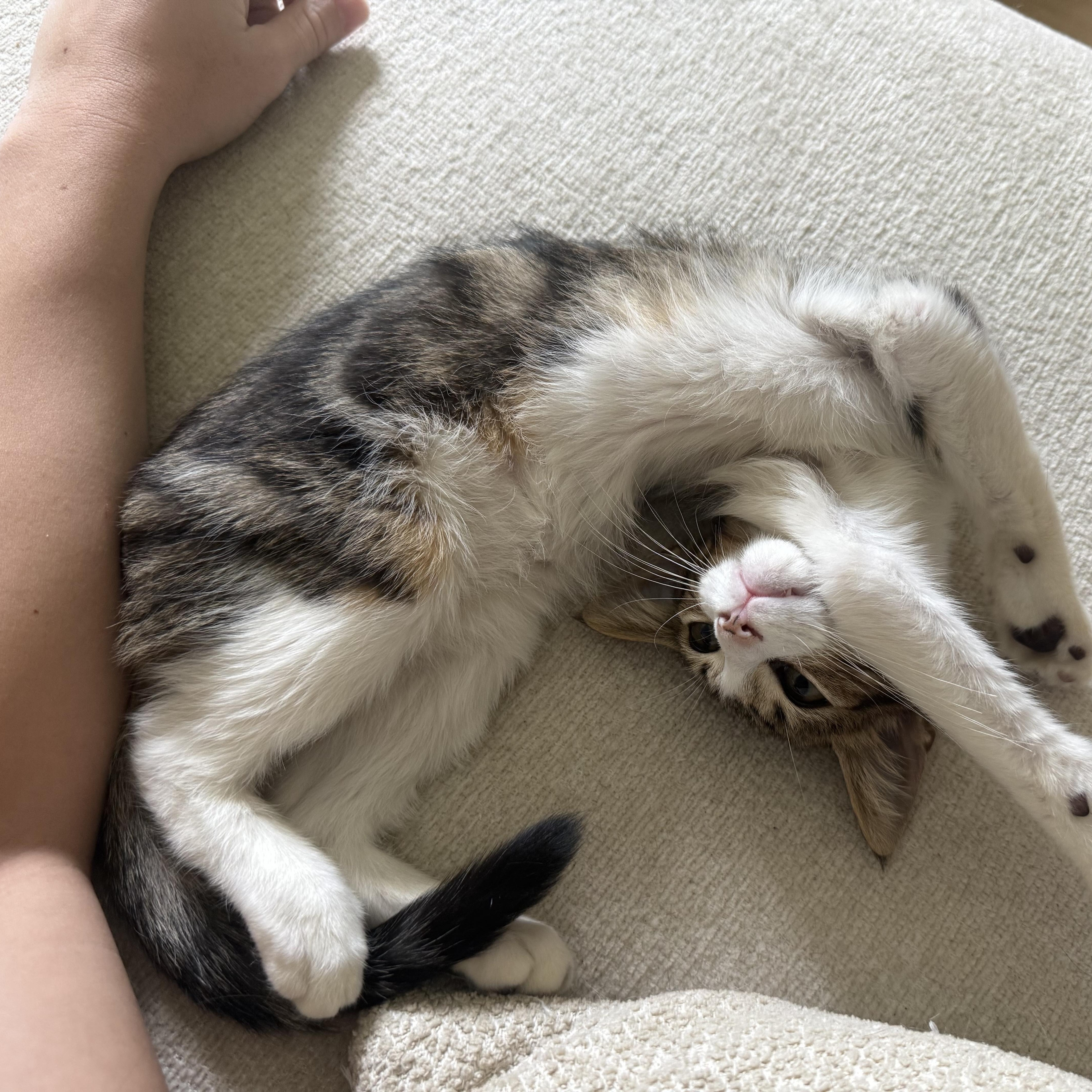 A baby medium-sized male Tabby (Buff / Tan / Fawn) Domestic Short Hair cat named Milo for adoption in Satsuma, AL
