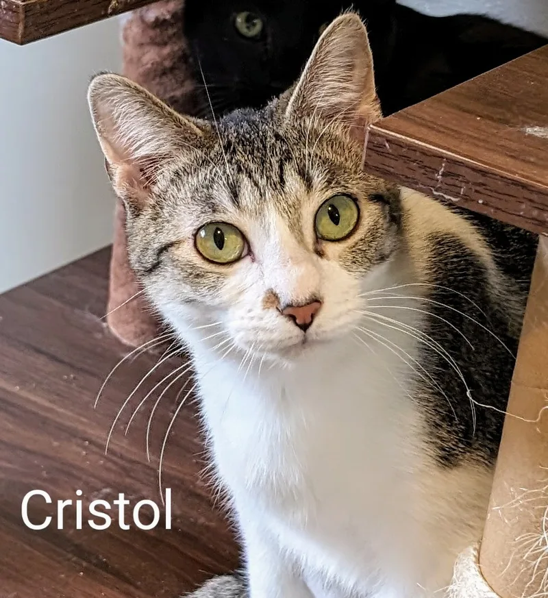 Cristol
