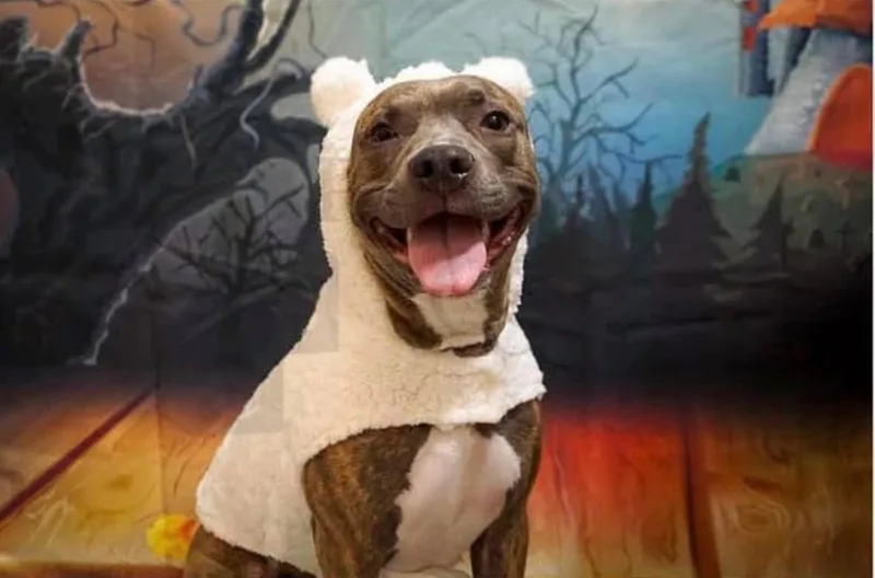 An adult medium-sized female Brindle American Staffordshire Terrier dog named Canela for adoption in houston, TX