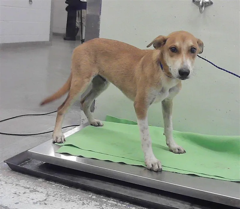 A young medium-sized male German Shepherd Dog dog named A for adoption in Houston, TX