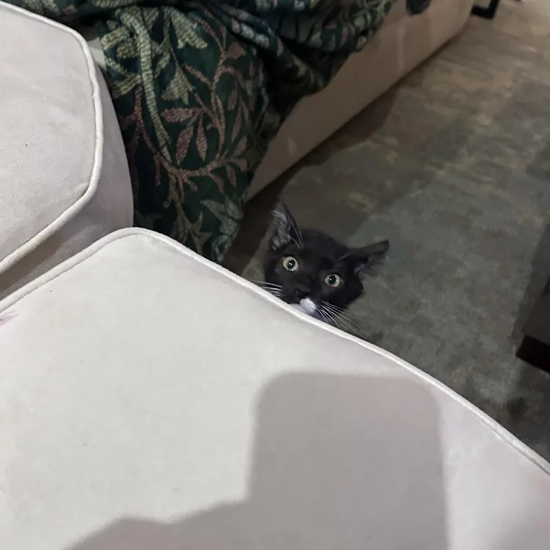A baby small-sized female Black Domestic Short Hair cat named Camel for adoption in Evanston, IL