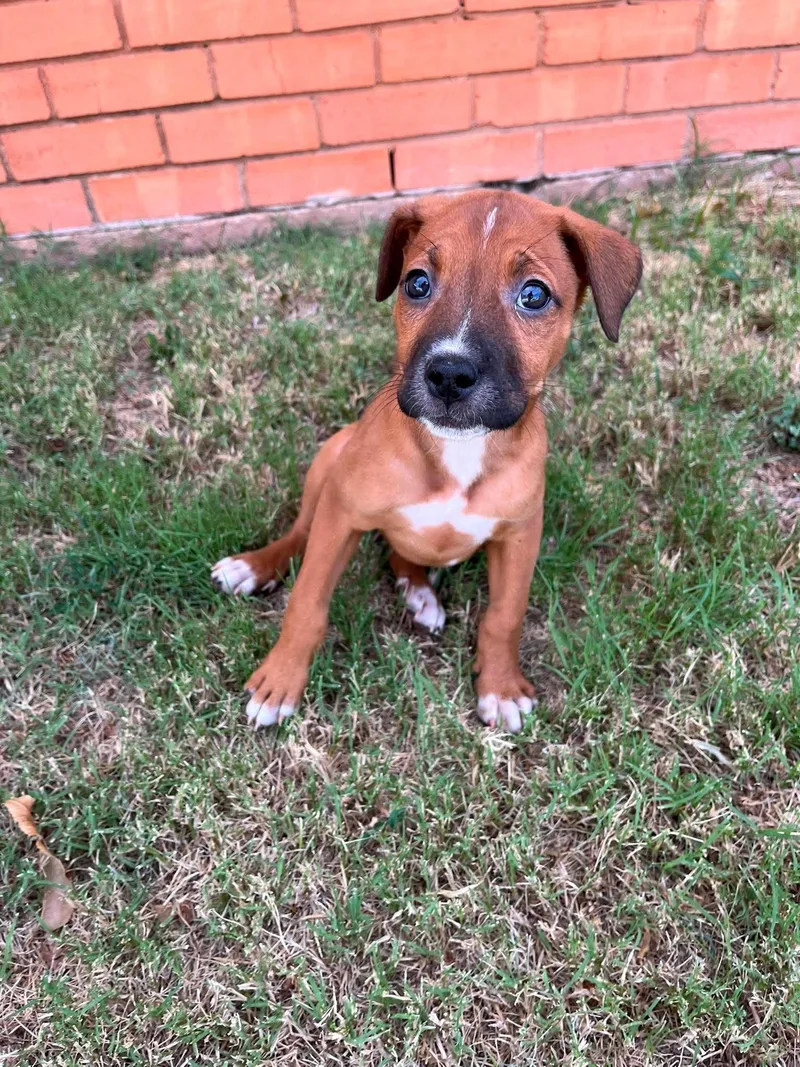 A baby medium-sized female Red / Chestnut / Orange Pit Bull Terrier dog named Jesse for adoption in Wichita Falls, TX