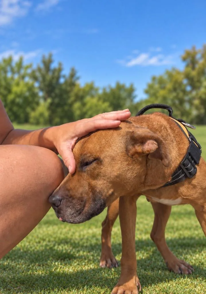 A young medium-sized female Boxer dog named Missy for adoption in Centralia, IL