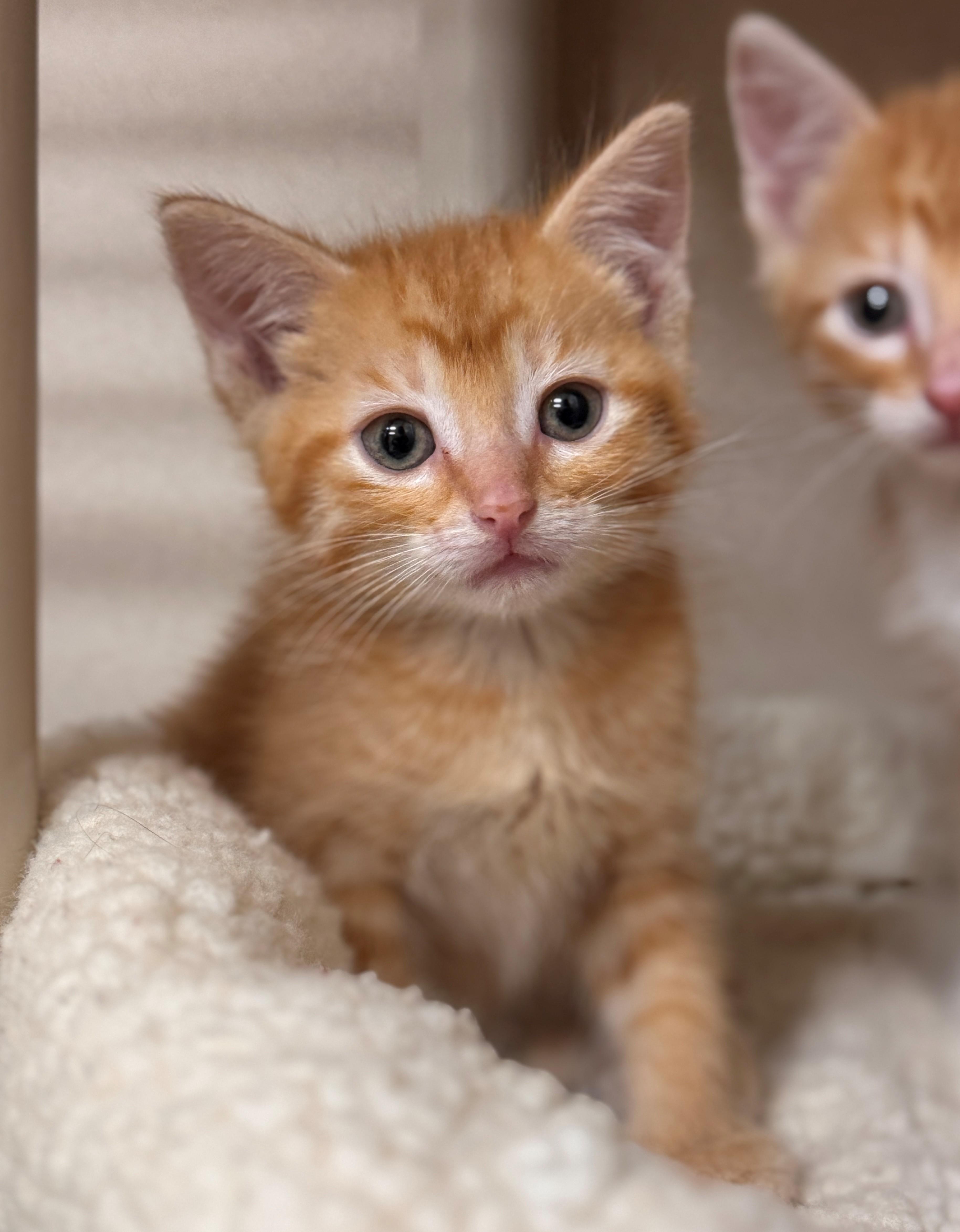 A baby small-sized male Orange & White Domestic Short Hair cat named Triscuit for adoption in Hackensack, MN
