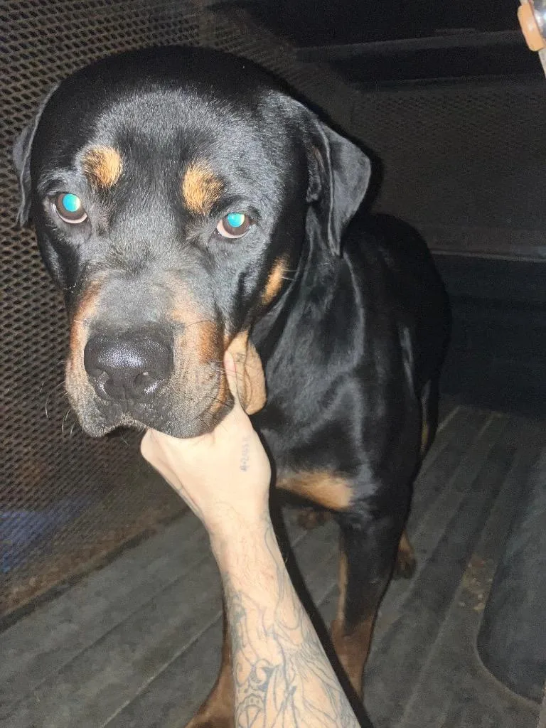 An adult large-sized male Rottweiler dog named Rottie for adoption in Chickamauga , GA