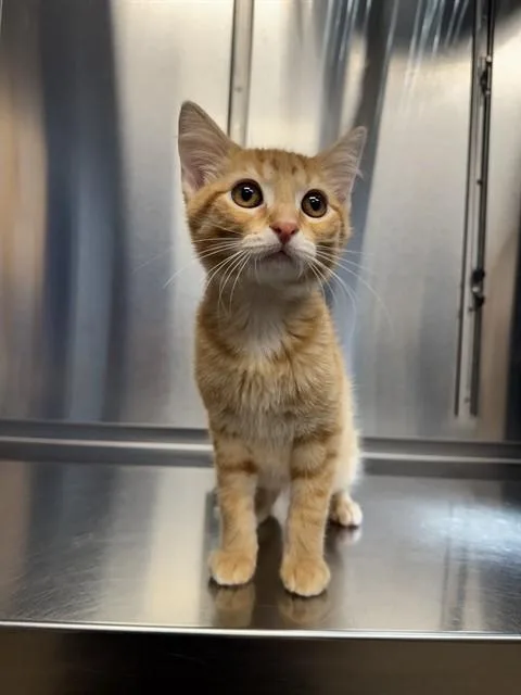 A baby small-sized male Domestic Short Hair cat named Devin for adoption in Minneapolis, MN