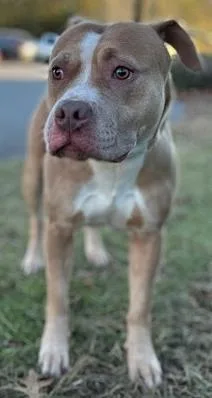 Hazel