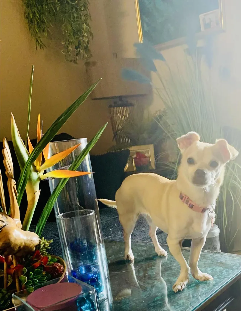 A senior small-sized female White / Cream Chihuahua dog named Lola for adoption in Las Vegas, NV