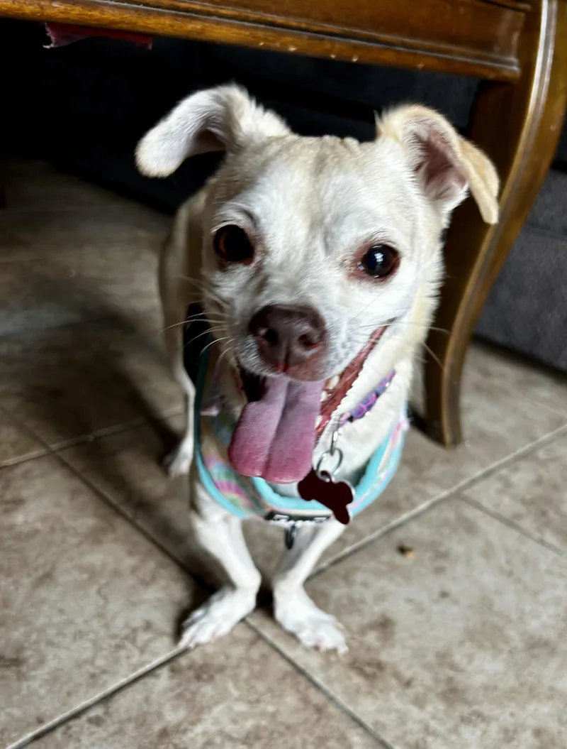 Lola thumbnail 3