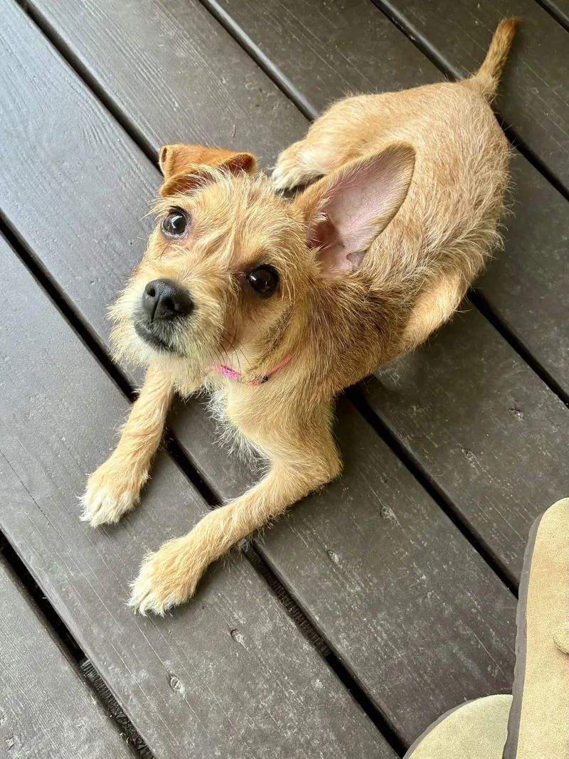 An adult small-sized female Apricot / Beige Terrier dog named Boogie for adoption in Austin, TX