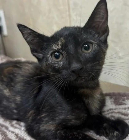 A baby small-sized female Domestic Short Hair cat named Shyla for adoption in Honolulu, HI