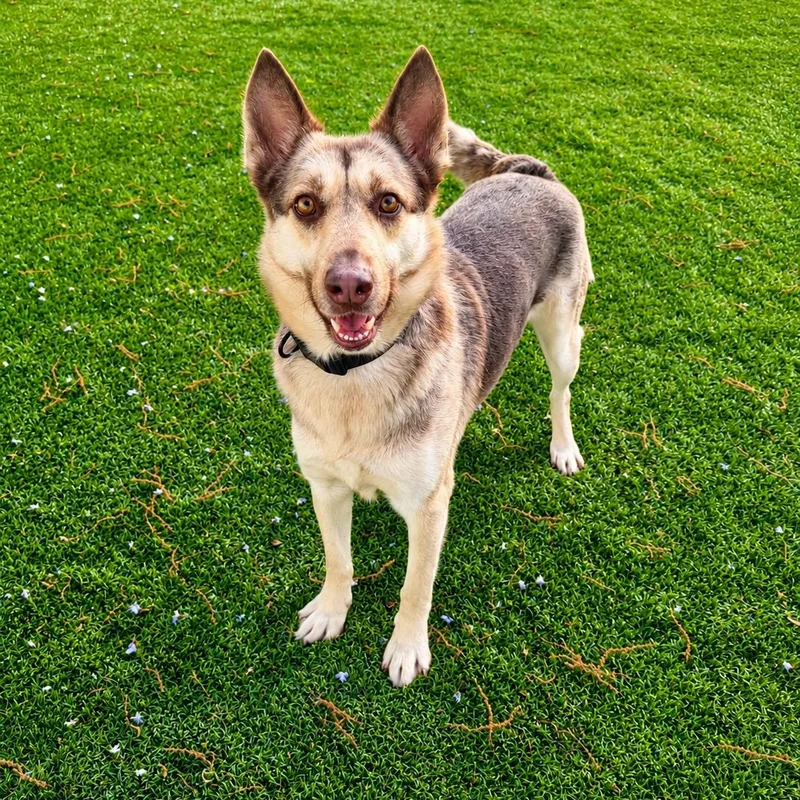 Kira