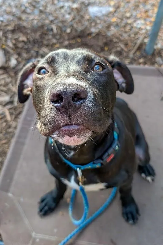 An adult medium-sized male Black Mixed Breed dog named Chicken for adoption in Cincinnati, OH