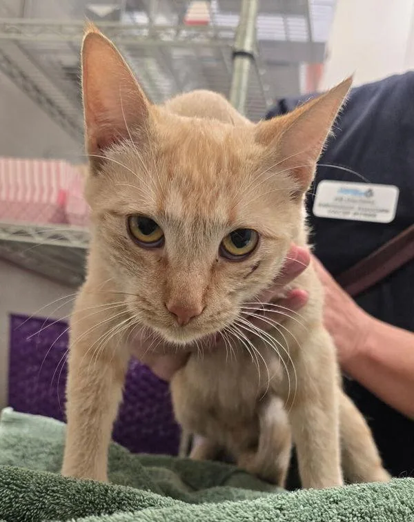 An adult medium-sized female Domestic Short Hair cat named Blondie for adoption in San Diego, CA