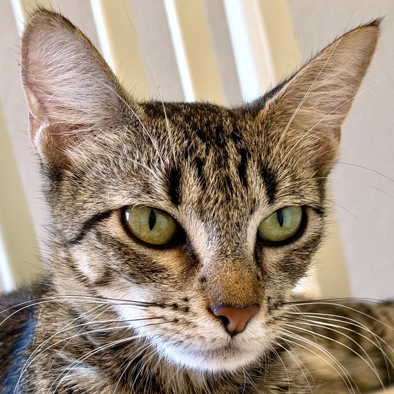 An adult small-sized female Domestic Short Hair cat named Vanilla Berry for adoption in Austin, TX