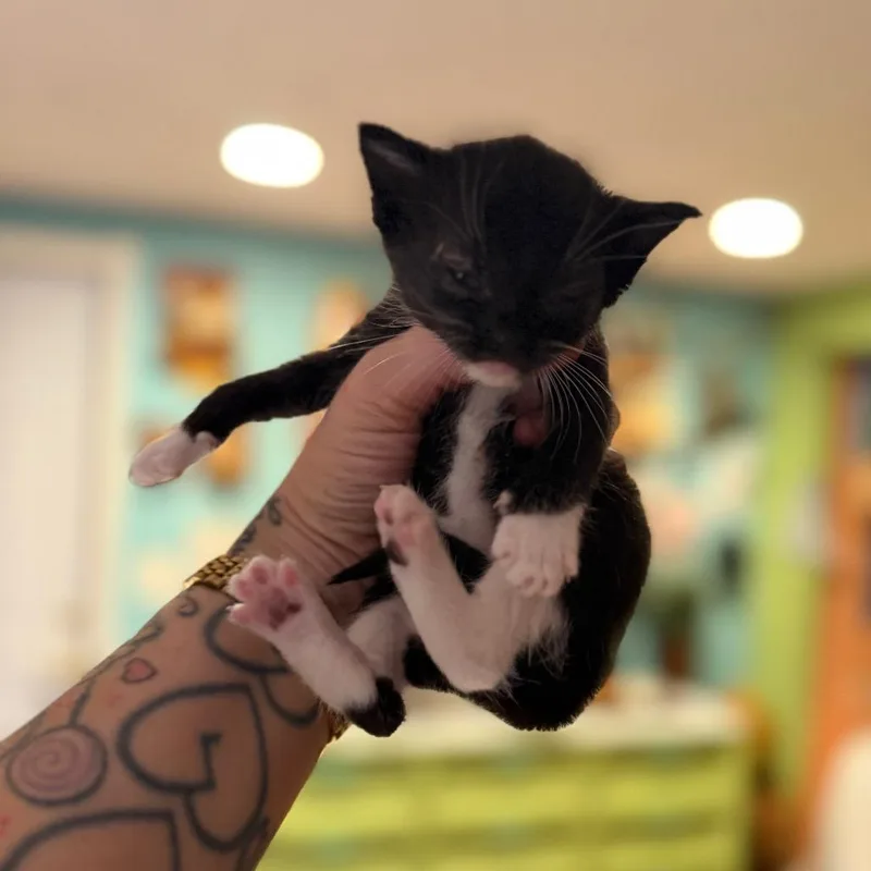 A baby small-sized female Black Domestic Short Hair cat named Suga for adoption in Port Richey, FL