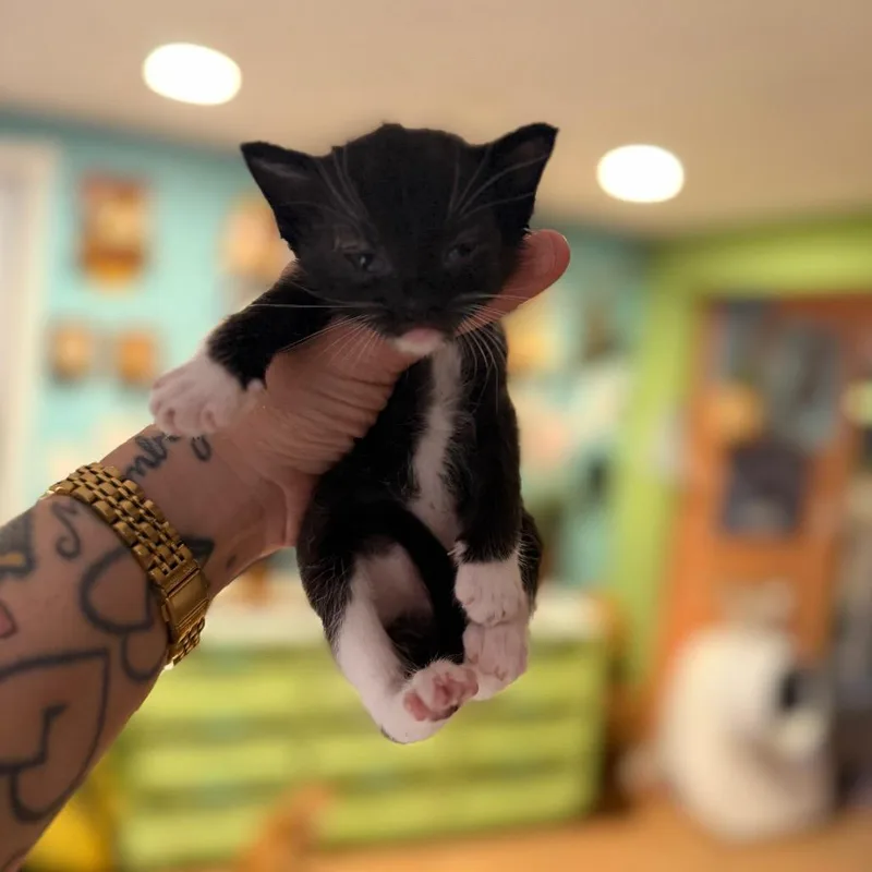 Suga thumbnail 3