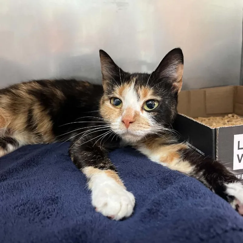 A young medium-sized female Calico Domestic Short Hair cat named Nanny Plum for adoption in Lyndhurst, VA