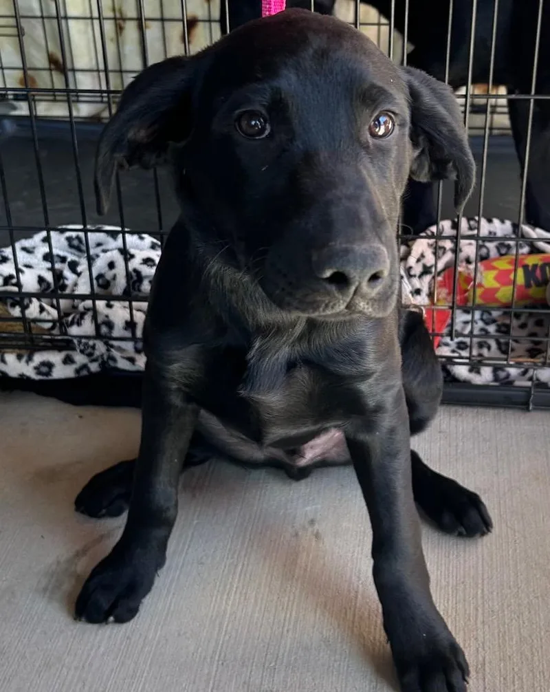 A baby medium-sized male Mixed Breed dog named Spot for adoption in Sharpsburg, GA