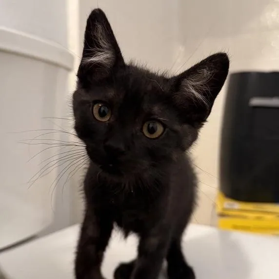 A baby small-sized female Black Domestic Short Hair cat named Roo for adoption in Temecula, CA