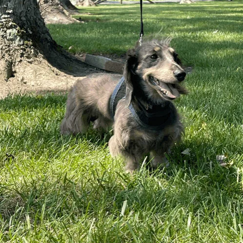 Raven  Ohio Only thumbnail 2