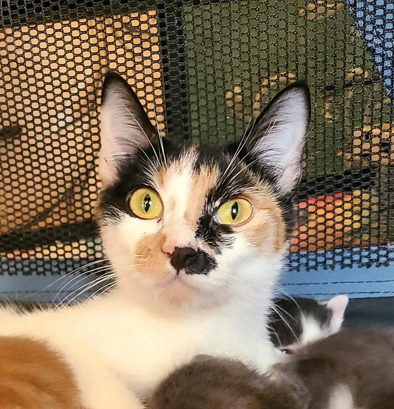 A young medium-sized female Calico Domestic Short Hair cat named Jolene for adoption in Kirkland, WA