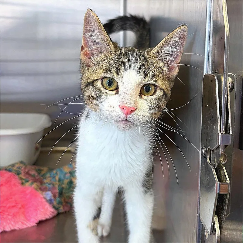 A baby small-sized male Domestic Short Hair cat named Ron for adoption in Hannibal, MO
