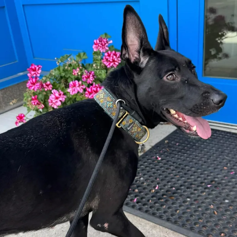 An adult medium-sized female Mixed Breed dog named Franny Owens for adoption in Dearborn, MI