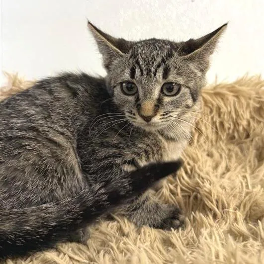 A baby small-sized male Brown / Chocolate American Shorthair cat named Oakland for adoption in Mount Shasta, CA