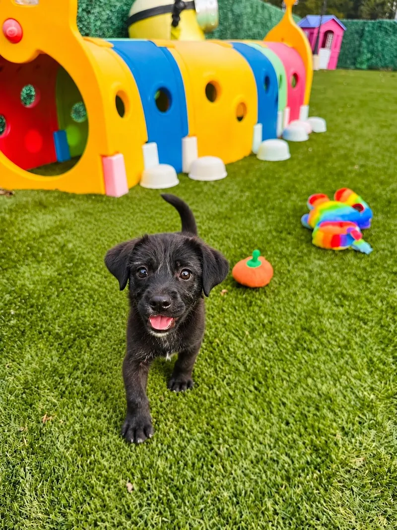 A young medium-sized male Schnauzer dog named Connor for adoption in POTOMAC, MD