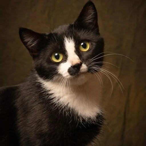 A senior medium-sized female Black Domestic Short Hair cat named Pinkypie C for adoption in Princeton, MN