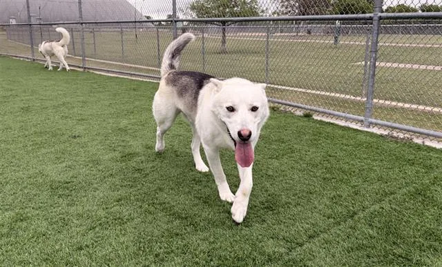 An adult large-sized male Siberian Husky dog named Boulder for adoption in Grand Prairie, TX