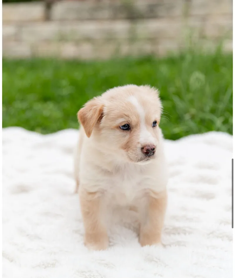 A baby medium-sized female Apricot / Beige Corgi dog named Montana for adoption in Pflugerville, TX