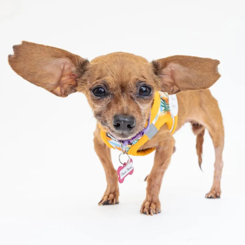 A senior small-sized female Brown / Chocolate Chihuahua dog named Dawn Patrol for adoption in San Francisco, CA