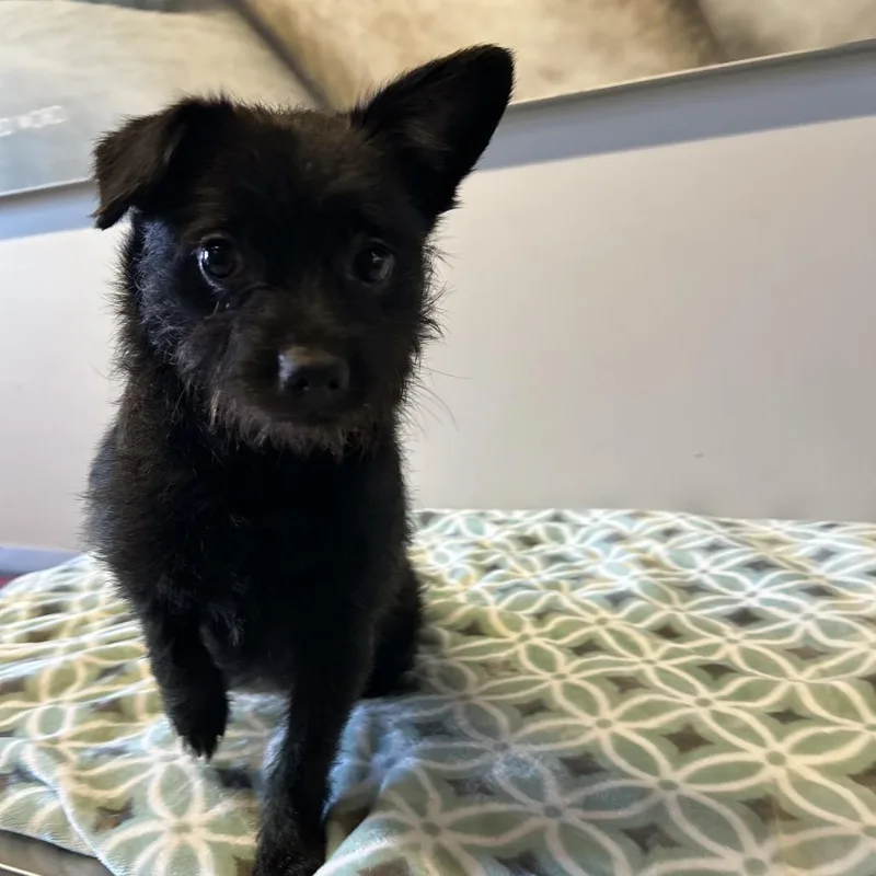 Izzy  Chino Hills thumbnail 2