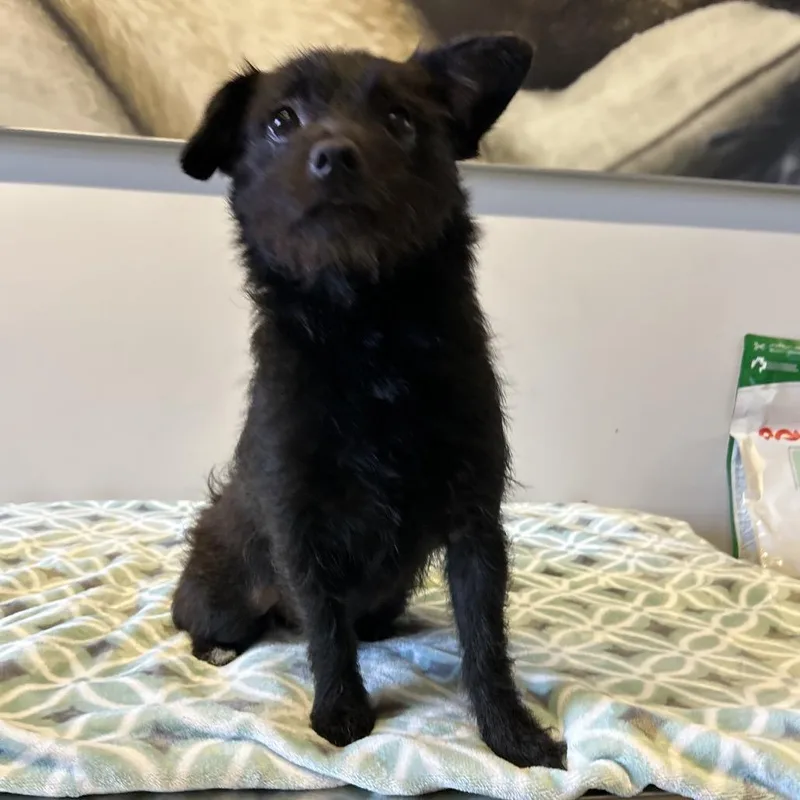 Izzy  Chino Hills thumbnail 3