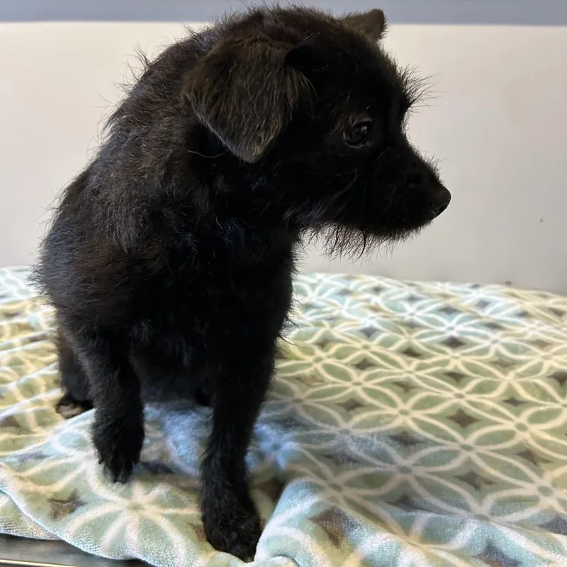 Izzy  Chino Hills thumbnail 4