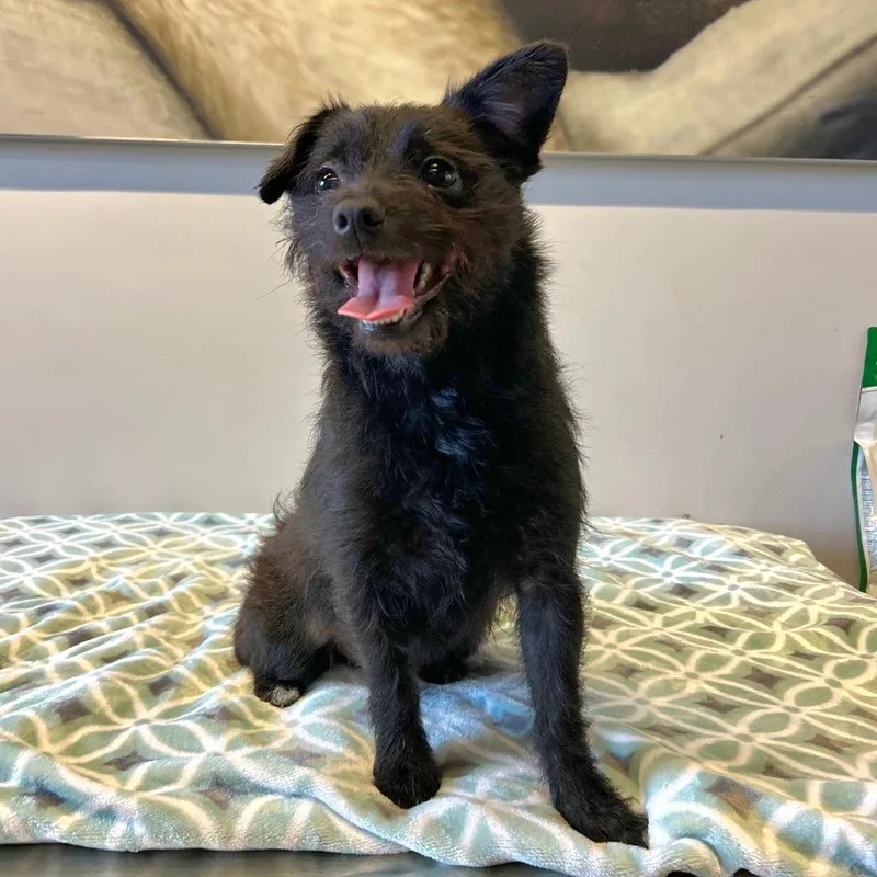 Izzy  Chino Hills thumbnail 5