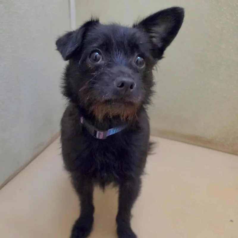 Izzy  Chino Hills thumbnail 6