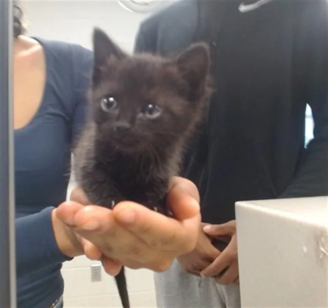 A baby small-sized female Domestic Short Hair cat named A for adoption in Oklahoma City, OK