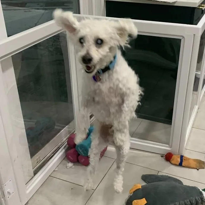 Voorhees Trooper thumbnail 2