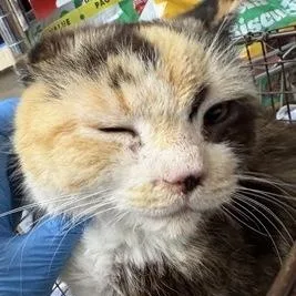 An adult medium-sized female Orange / Red Domestic Short Hair cat named Marbles for adoption in Rapid City, SD