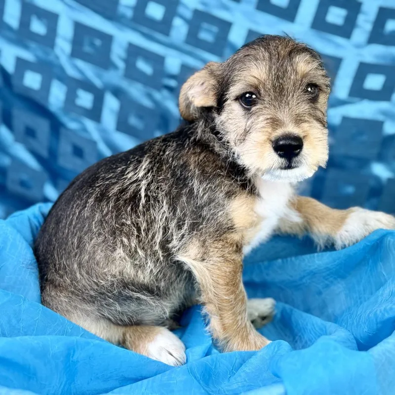 Lenny  Former Street thumbnail 2