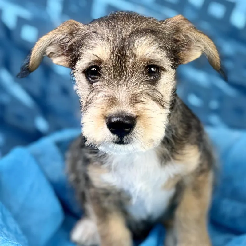 Lenny  Former Street thumbnail 3