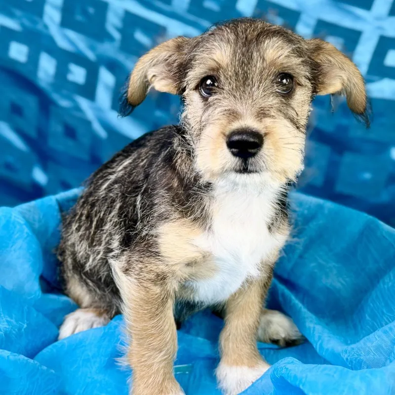 Lenny  Former Street thumbnail 4