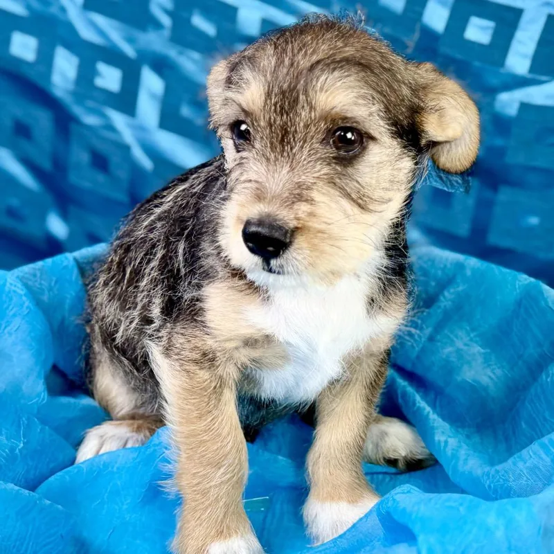 Lenny  Former Street thumbnail 5