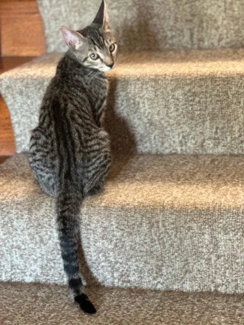 A young medium-sized male Domestic Short Hair cat named Rascal for adoption in Ocean Pines, MD