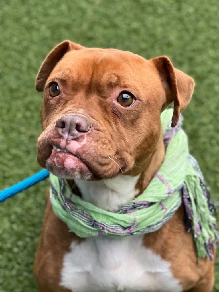 Meredith thumbnail 2